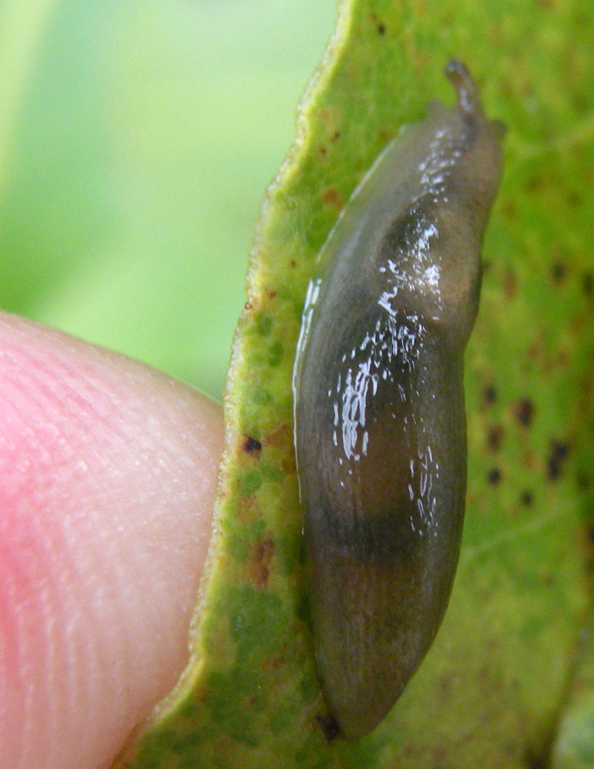 Dal Galles: Limacidae?